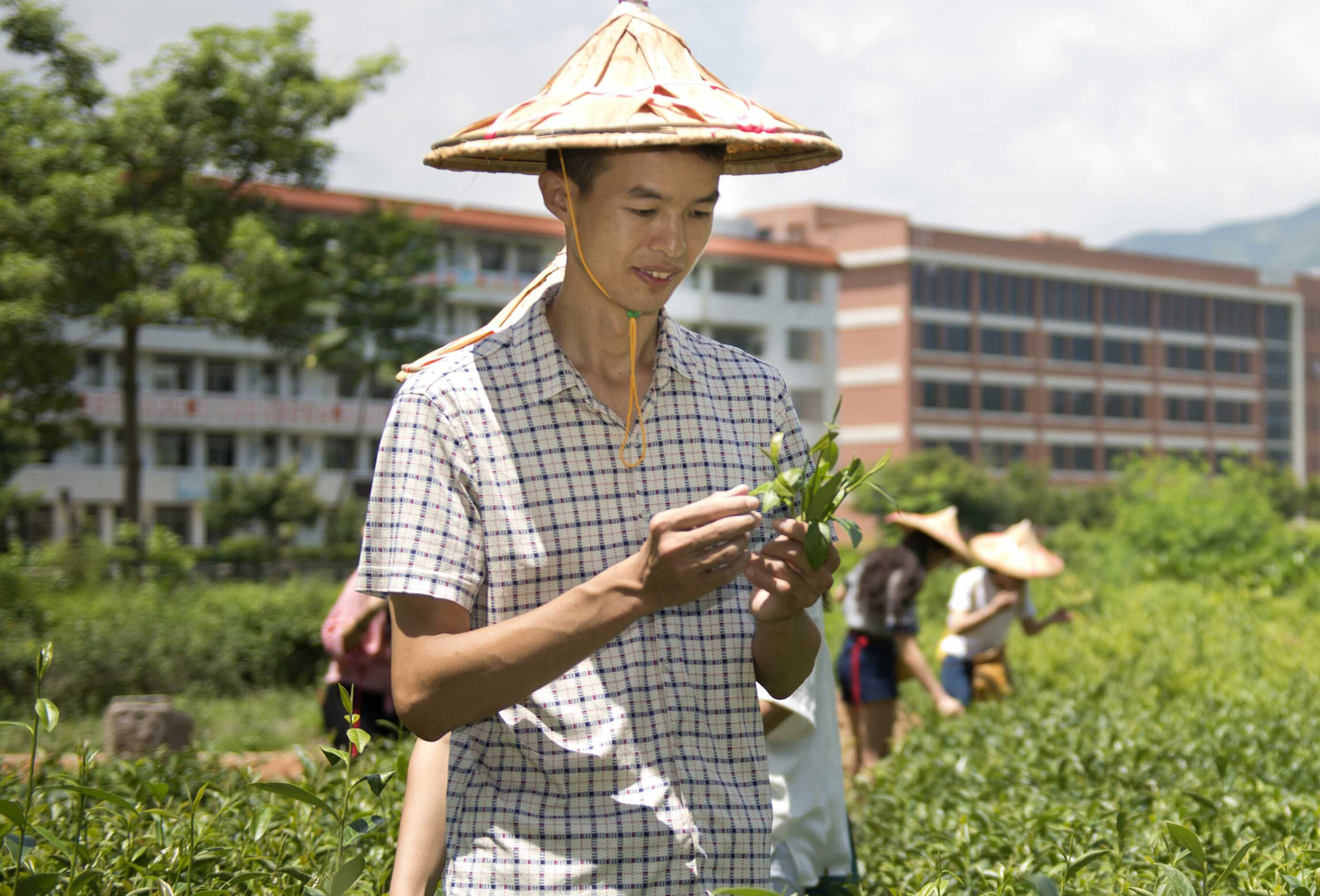 溫文溪：沏一盞清茶，傳一世濃香